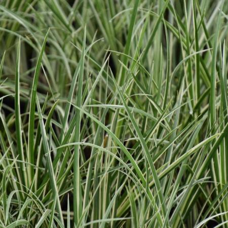 Acorus calamus 'Variegatus'