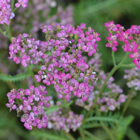 Achillea 'Velour'