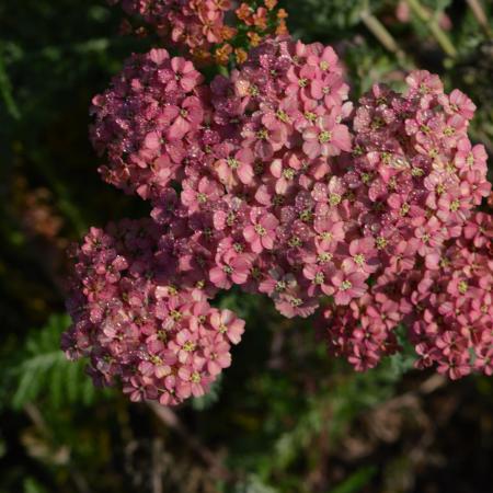 Achillea millefolium 'Wesersandstein'