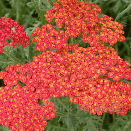 Achillea millefolium 'Walter Funcke'