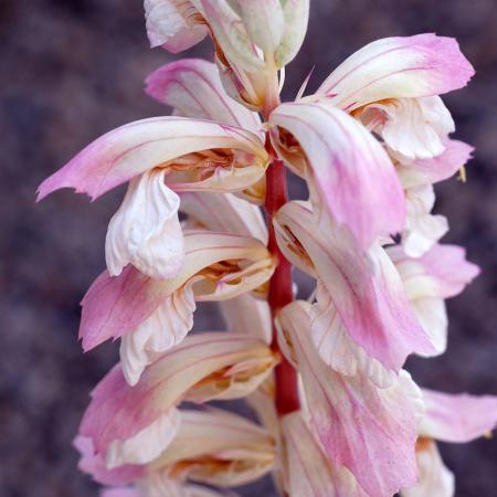Acanthus hybide 'Whitewater'