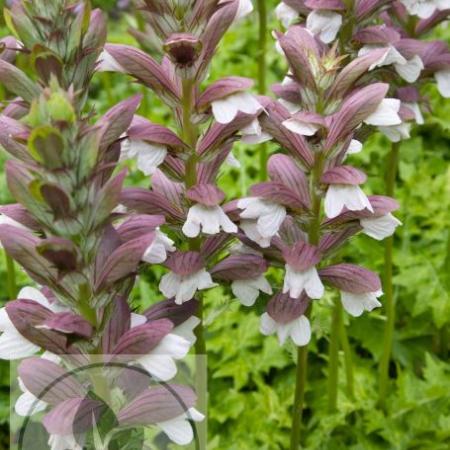 Acanthus hungaricus 'White Lips'