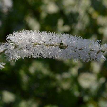 Actaea simplex 'White Pearl'