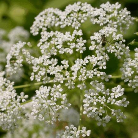 Aegopodium podagraria  'Variegatum'