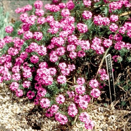 Aethionema armenum  'Warley Rose'