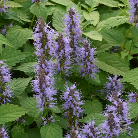 Agastache 'After Eight'