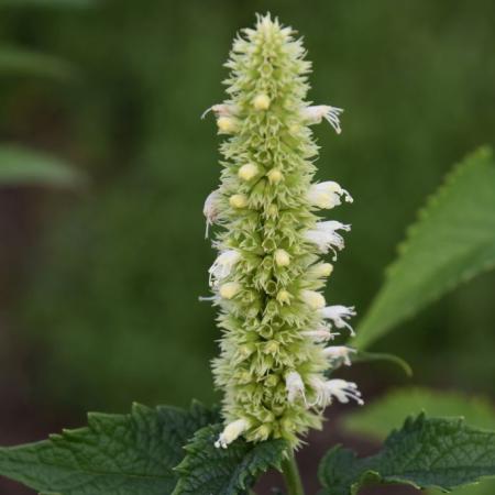 Agastache rugosa 'Alabaster'