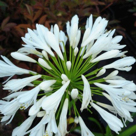 Agapanthus africanus  'Albus'