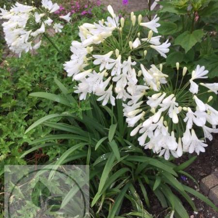 Agapanthus 'Arctic Star'