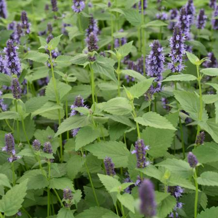 Agastache 'Black Adder'