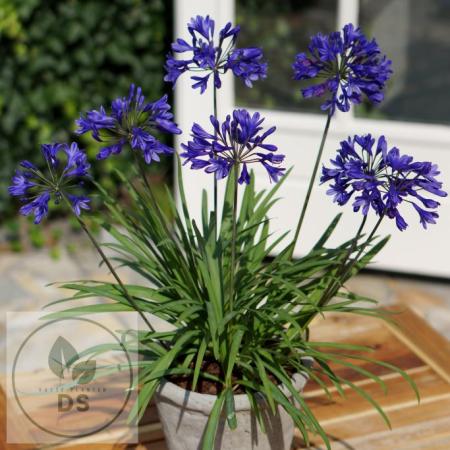 Agapanthus hybride 'Brilliant Blue'