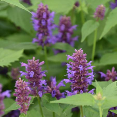 Agastache 'Blue Boa'