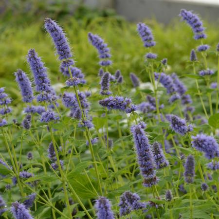 Agastache 'Blue Fortune'