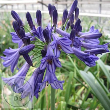 Agapanthus 'Black Pantha'