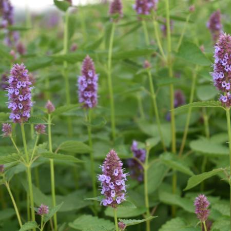 Agastache 'Beelicious Purple'