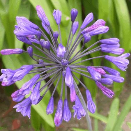 Agapanthus 'Blue Triumphator'