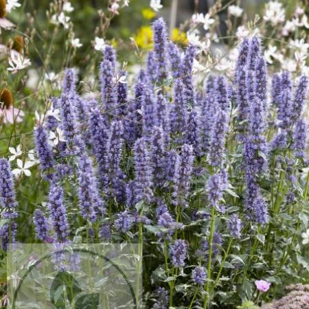 Agastache hybr. 'Crazy Fortune'