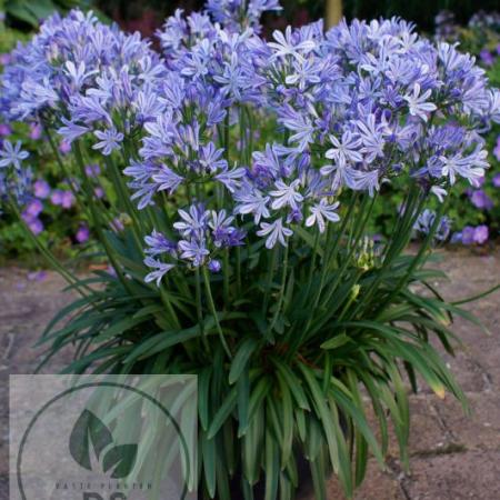 Agapanthus 'Charlotte'