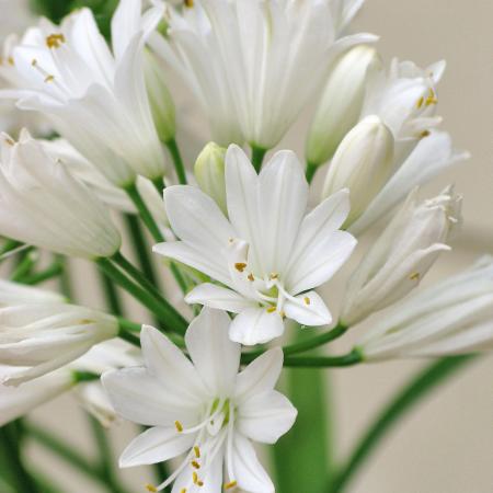 Agapanthus 'Double Diamond'