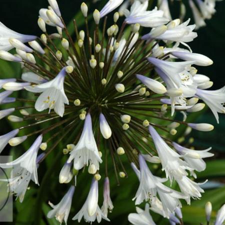 Agapanthus hybride 'Enigma'