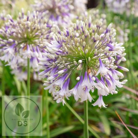 Agapanthus hybride 'Fireworks'