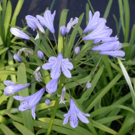 Agapanthus 'Headborne Hybrids'