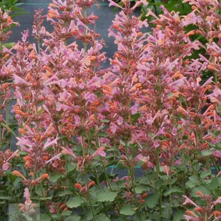 Agastache 'Kudos Ambrosia'