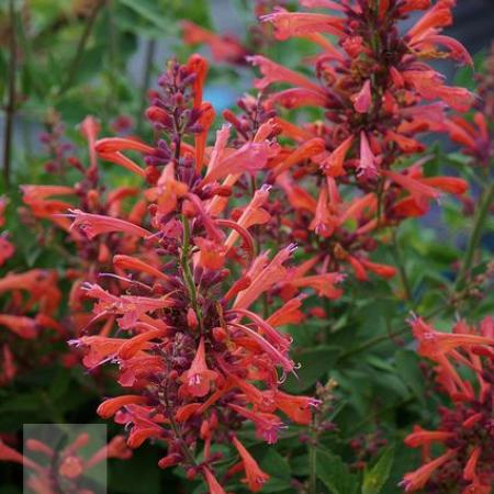 Agastache hybride 'Kudos Coral'