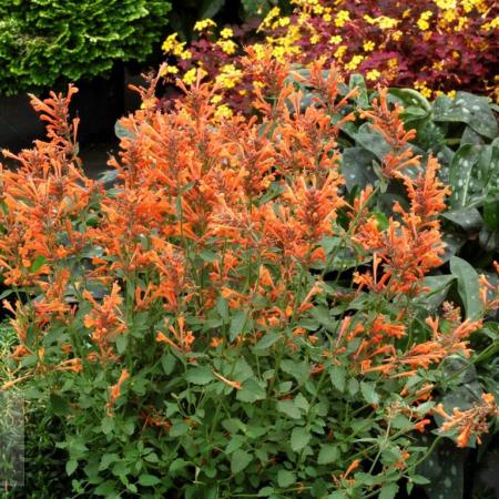 Agastache hybride 'Kudos Mandarin'