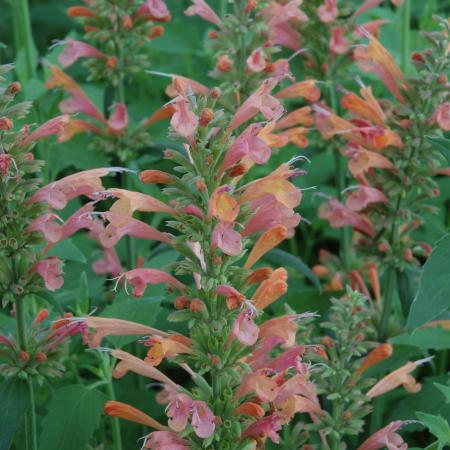 Agastache 'Kolibri'