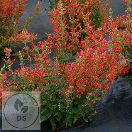 Agastache 'Kudos Red'