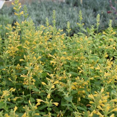 Agastache hybride 'Kudos Yellow'