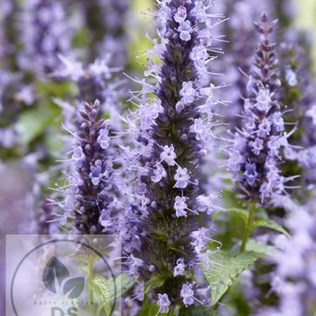 Agastache 'Little Adder'