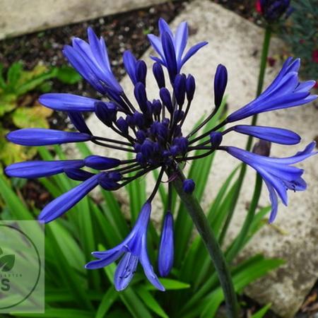 Agapanthus 'Navy Blue'