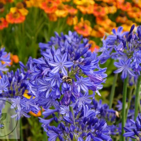 Agapanthus 'Northern Star' PBR