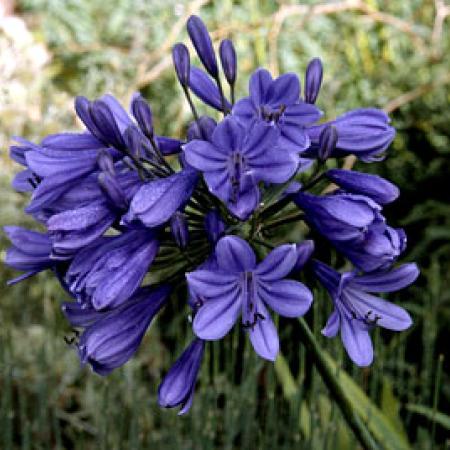 Agapanthus hybride 'Purple Cloud'