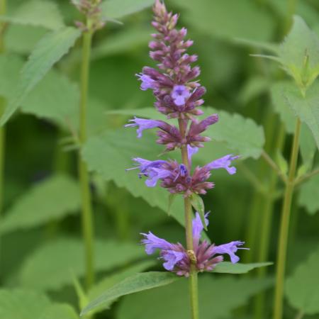 Agastache 'Purple Haze'