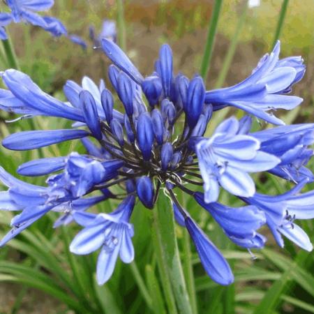 Agapanthus 'Peter Pan'