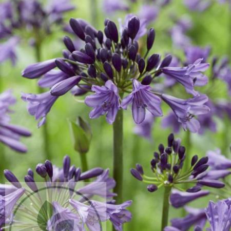 Agapanthus 'Poppin Purple'