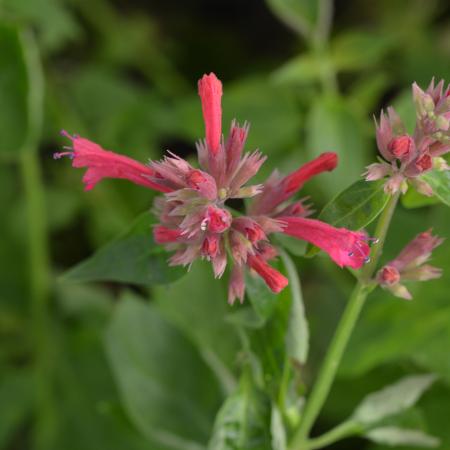 Agastache 'Red Fortune'