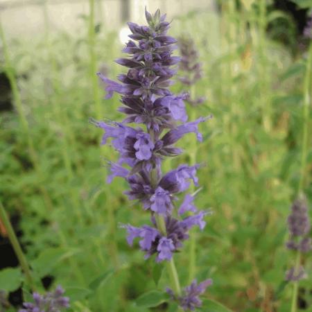 Agastache 'Serpentine'