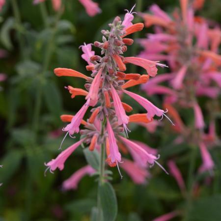 Agastache barberi 'Tangerine Dream'