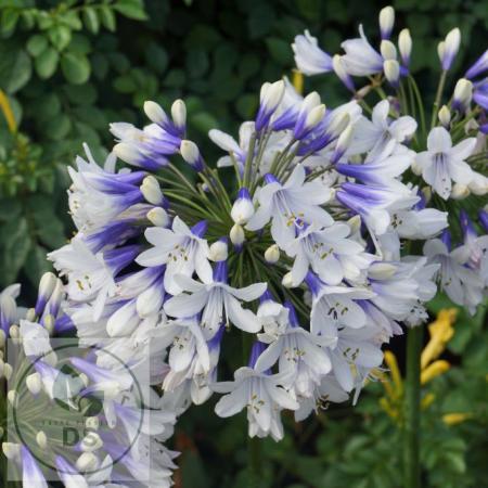 Agapanthus africanus 'Twister'