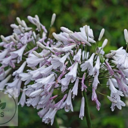 Agapanthus 'Windsor Grey'