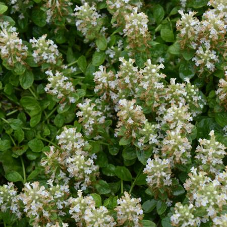 Ajuga reptans 'Alba'