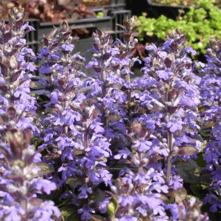 Ajuga reptans 'Atropurpurea'