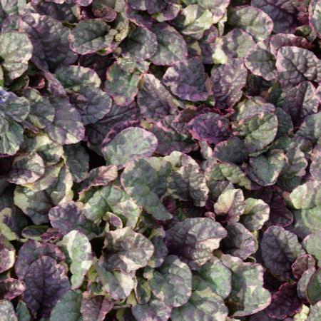 Ajuga reptans 'Burgundy Glow'