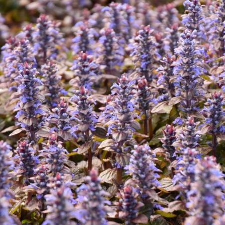 Ajuga reptans 'Braunherz'