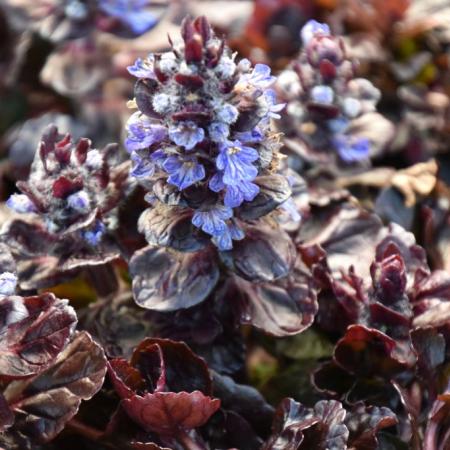 Ajuga reptans 'Black Scallop'