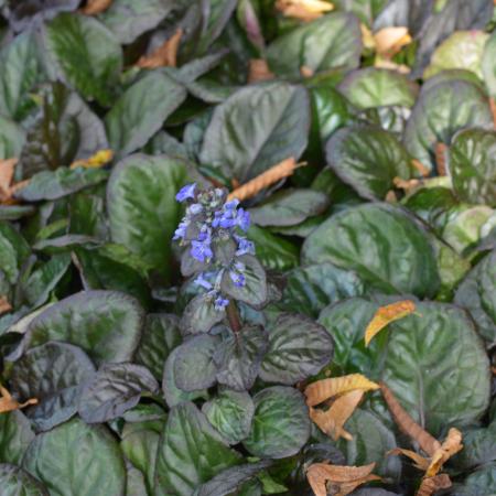 Ajuga reptans 'Catlins Giant'